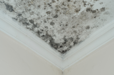 a67ae3def45da04863a597c864a331cd-1 خطورة وجود العفن في المنزل