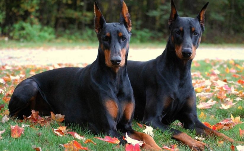 معلومات عن كلب الدوبرمان