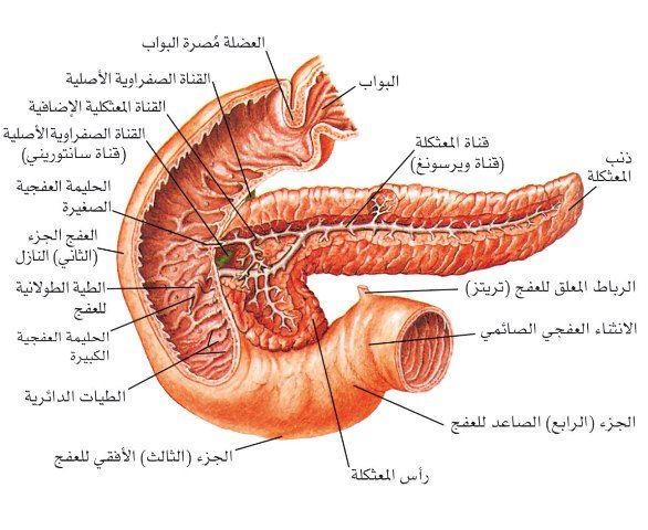 بنكرياس