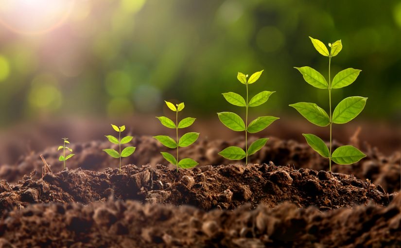 adapting-spotify-model-moo-1556871806222-825x510-2 مراحل نمو النبات