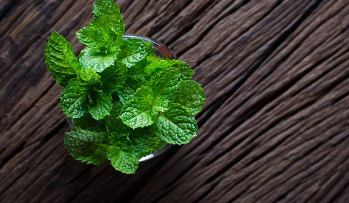 article-17-3 فوائد النعناع للشعر