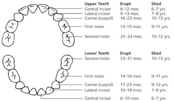 article-29-5-2 Baby Teeth Eruption Chart