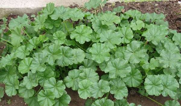 فوائد الخبيزة للتنحيف