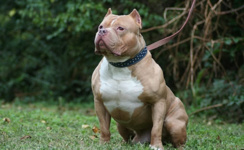 awesome-golden-and-white-pit-bull-dog-sitting-in-garden-825x510-2 البيتبول