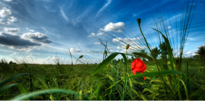 bcb234785c6d3f7d4f5c784f5321bdfb-1 العوامل البيئية