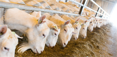 bd0c26986491cfe48b3ccd9824785dce-1 فوائد حليب الماعز