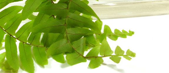 boston-fern