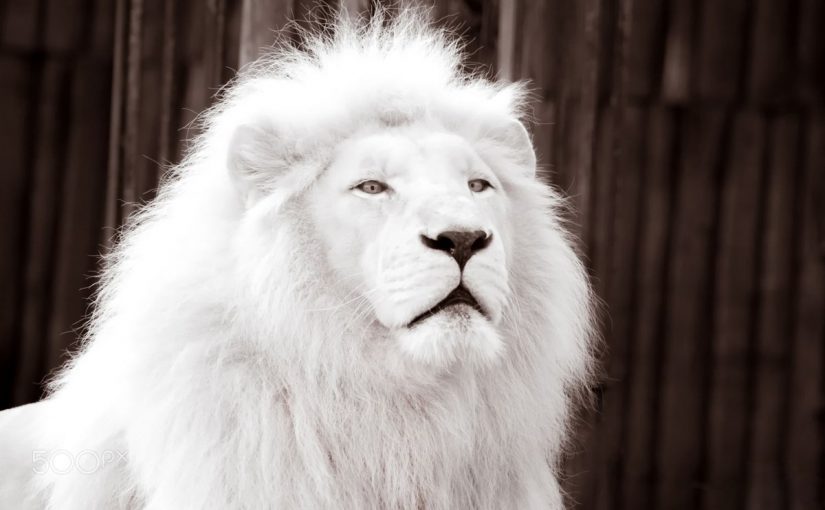 c8ytfp0uaai06md-825x510-2 الاسد الابيض