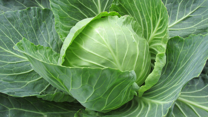 cabbage-2 طبابة نت - ملفوف لإنقاص الوزن