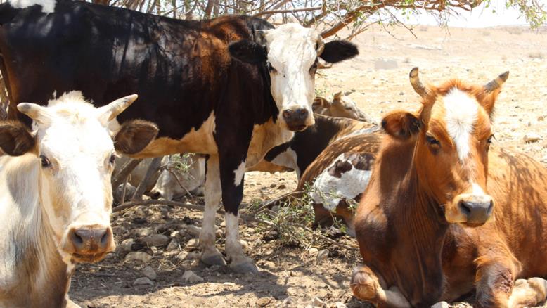 cc167e9e-54c7-469e-816f-4582ce7cc92e-4