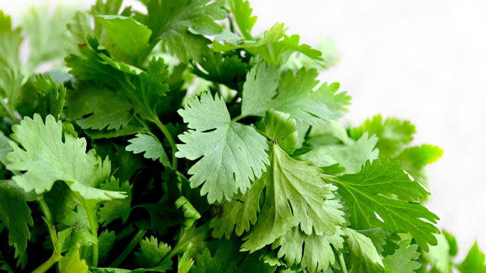 coriander-3 طبابة نت - فوائد الكزبرة