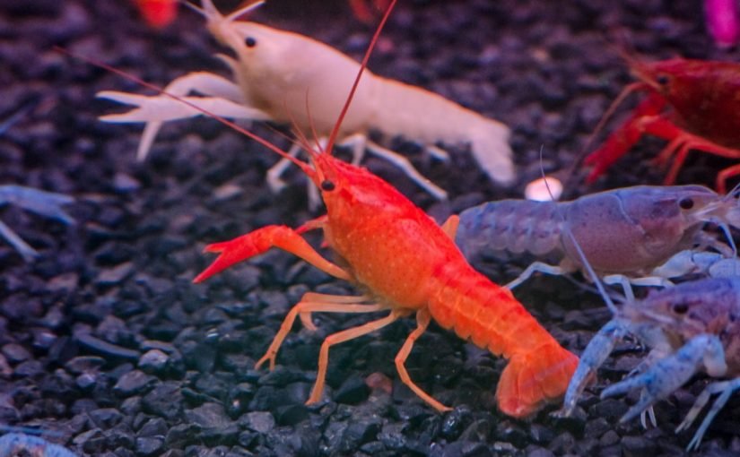 crayfish-1200x800-825x510-2