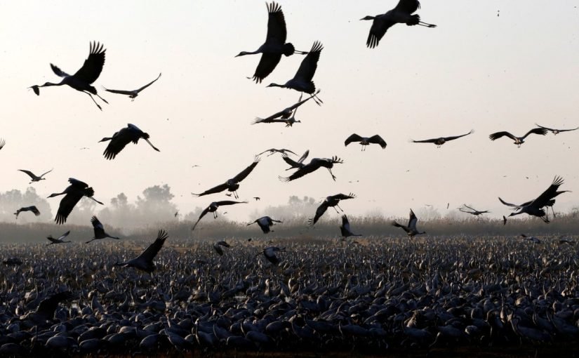 czscbzsxeaevjq9-825x510-2 معلومات عن الطيور المهاجرة