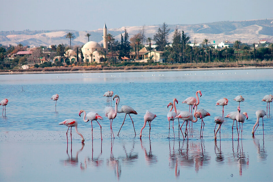 مدينة لارنكا مدينة لارنكا