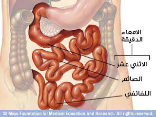 الأمعاء الدقيقة