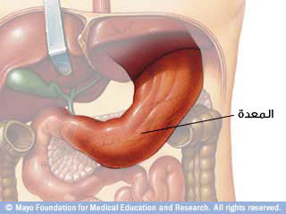 المعدة
