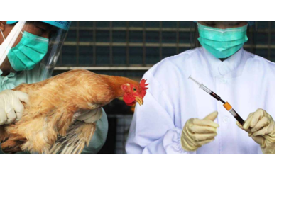 d40589dfa9b0681d04c4e1888d9b11f8-1 انفلونزا الطيور