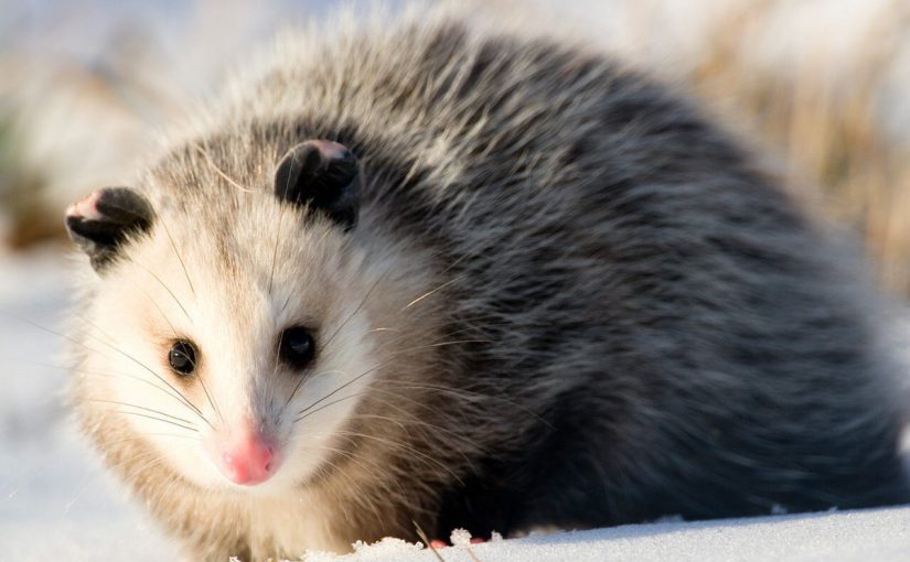 ما هو حيوان الأبوسوم