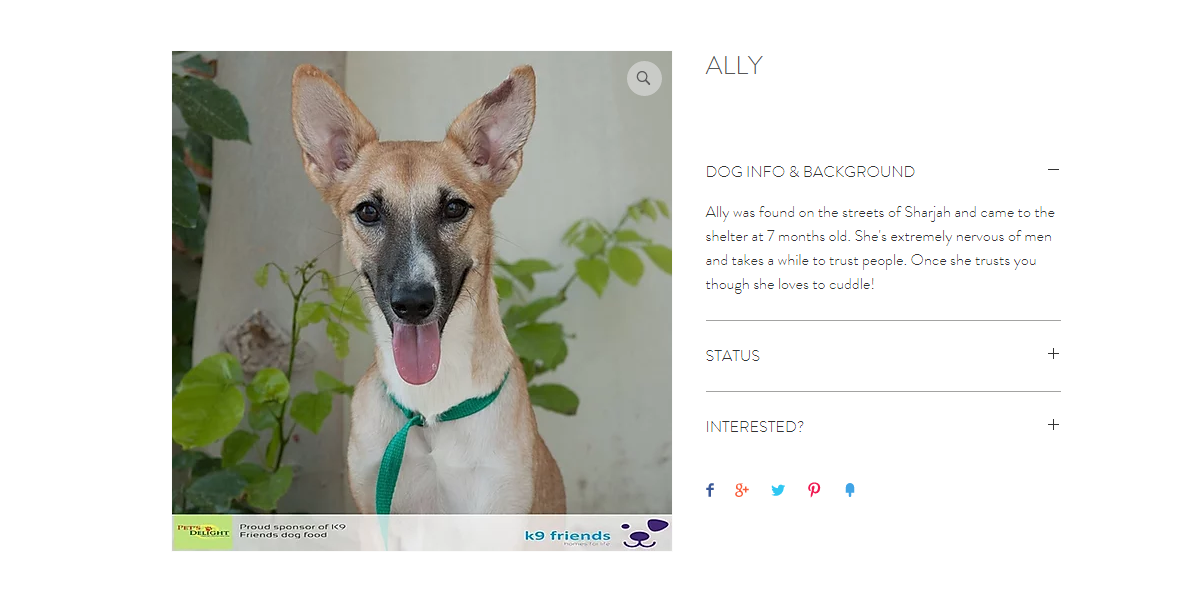 كلاب بيرد للتبني في الامارات 2020 كلاب بيرد للتبني في الامارات 2020