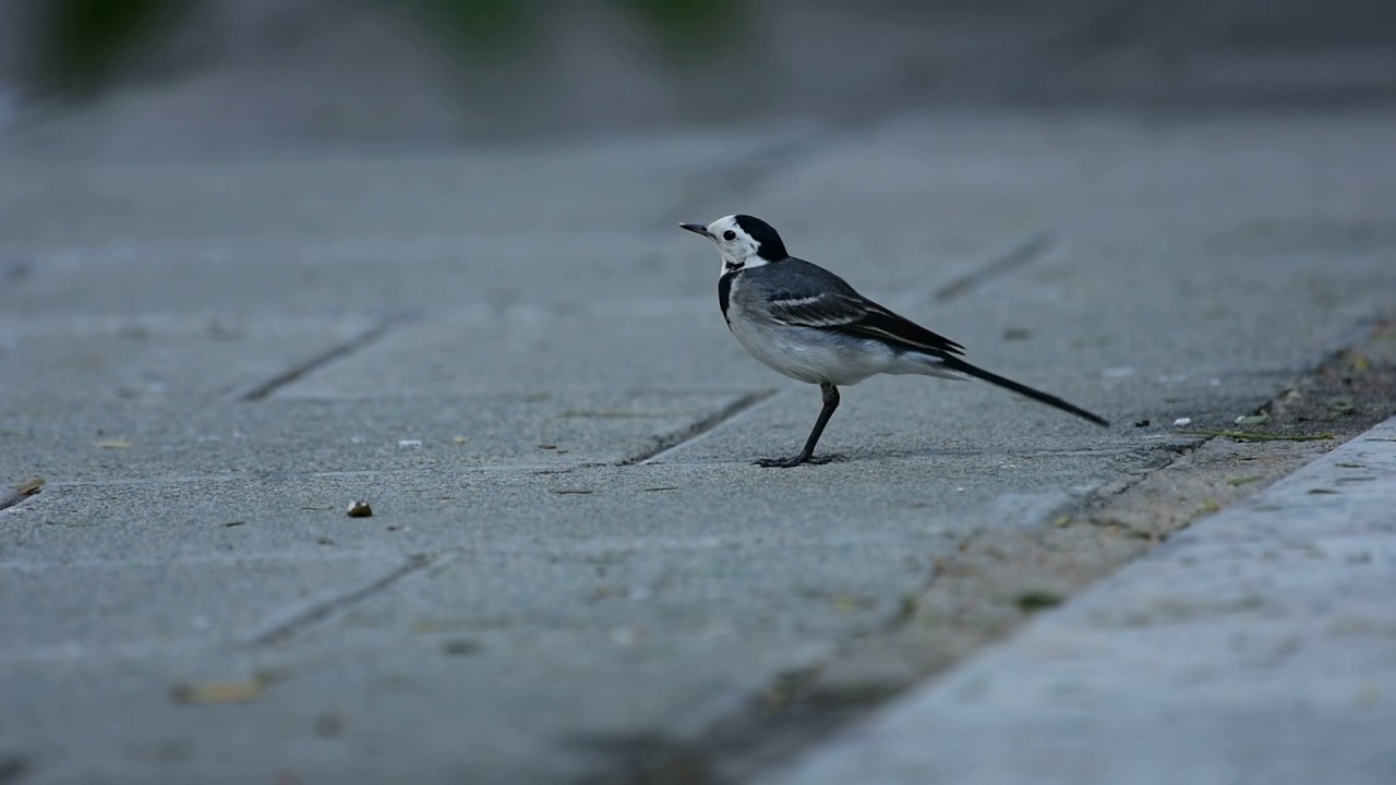 أبو الفصاد أبو الفصاد