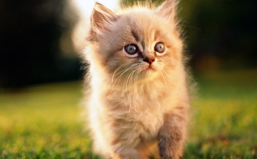 d8a3d8b6d8b1d8a7d8b1-d8aad8b1d8a8d98ad8a9-d8a7d984d982d8b7d8b7-d981d98a-d8a7d984d985d986d8b2d984vv-825x510-2 أضرار تربية القطط في المنزل