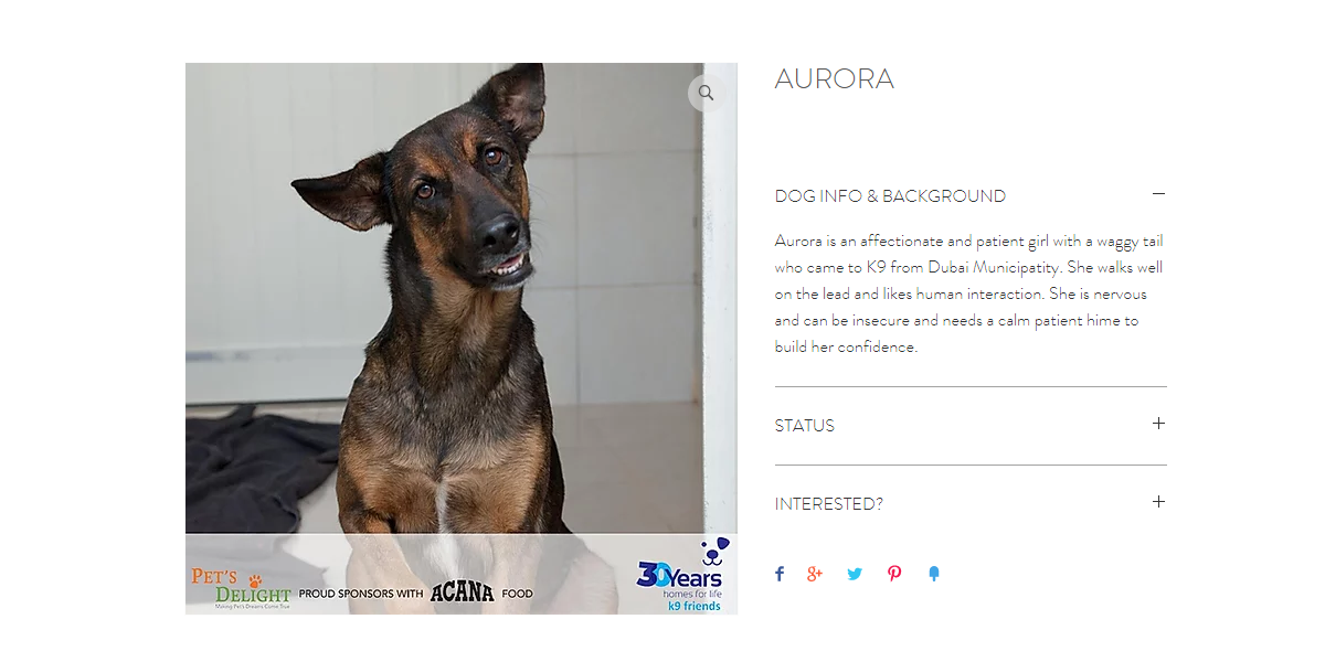 أفضل كلاب جيرمان للتبني في دبي 2020 أفضل كلاب جيرمان للتبني في دبي 2020