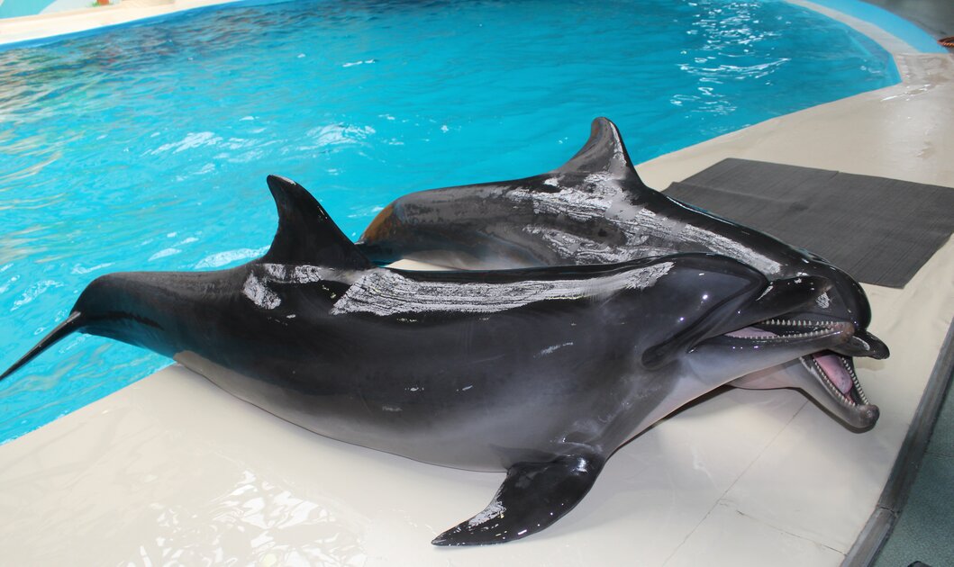 دولفيناريوم إسطنبول