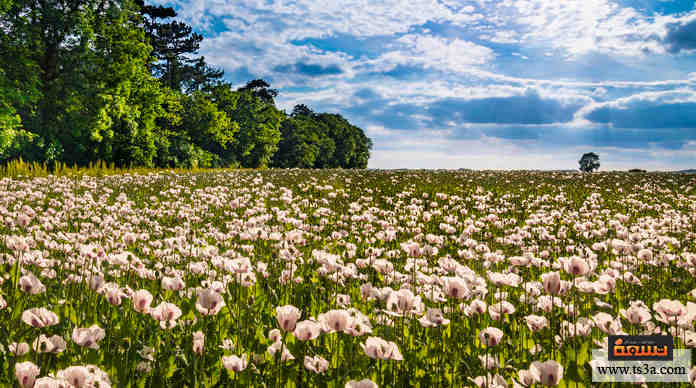 وقعت حرب الأفيون الأولى بين عامي 1840 و1842، وكانت بين المملكة المتحدة و ...