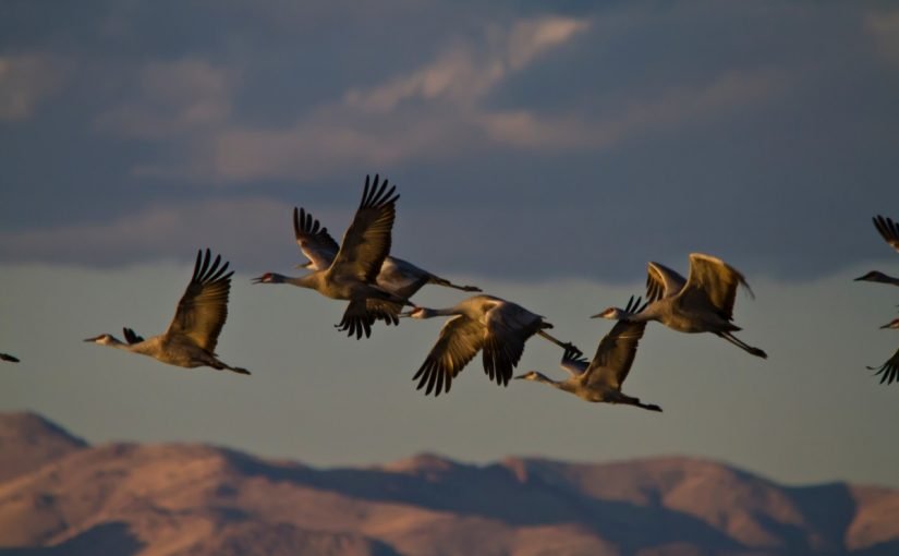 d8a7d8b3d985d8a7d8a1-d8b7d98ad988d8b1-825x510-2 بحث عن الطيور واسمائها