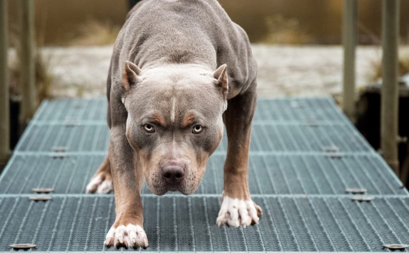 اشرس انواع الكلاب