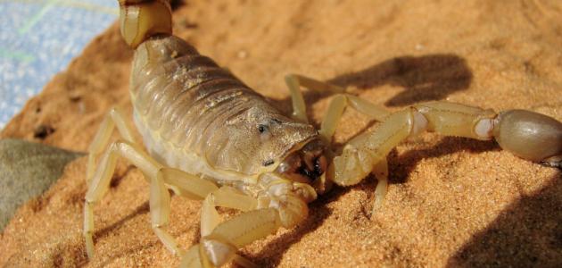 اعراض لدغة العقرب