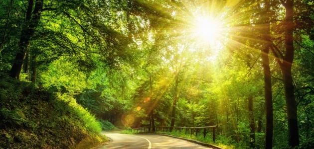 اعراض نقص فيتامين دال للحامل