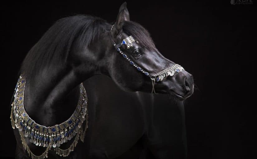 d8a7d8bad984d989-d8aed98ad984-d8a8d8a7d984d8b9d8a7d984d985-825x510-2 اغلى خيل بالعالم