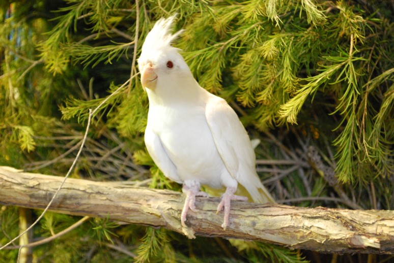 الألبينو فيشر الألبينو فيشر