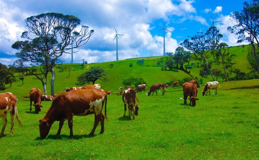 d8a7d984d8a3d985d8a7d983d986-d8a7d984d8b3d98ad8a7d8add98ad8a9-d981d98a-d983d8a7d986d8afd98a-825x510-2 الاماكن السياحية في كاندي