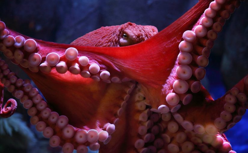 الاخطبوط العملاق