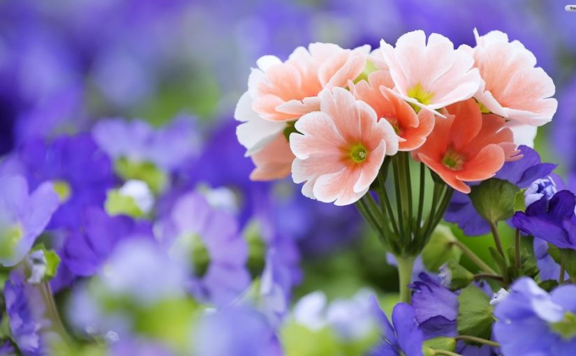 d8a7d984d8a7d8b2d987d8a7d8b1-825x510-2 الازهار