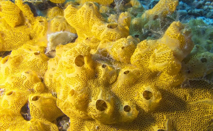 d8a7d984d8a7d8b3d981d986d8acd98ad8a7d8aa-825x510-2 الاسفنجيات