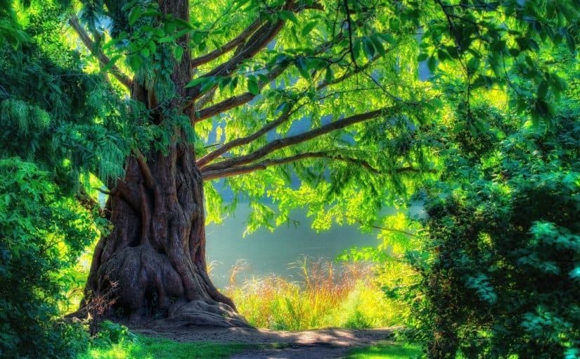 d8a7d984d8a7d8b4d8acd8a7d8b1-d8afd8a7d8a6d985d8a9-d8a7d984d8aed8b6d8b1d8a9-825x510-2 الاشجار دائمة الخضرة