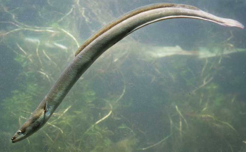 d8a7d984d8a7d986d982d984d98ad8b3-825x510-2 معلومات عن سمكة الانقليس