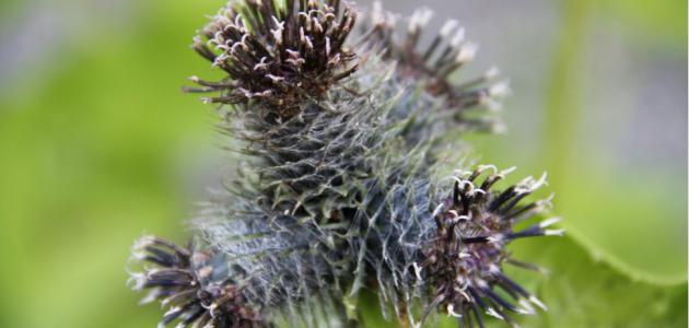 التداوي بالقسط الهندي