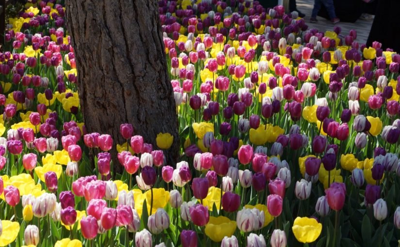 d8a7d984d8aad988d984d98ad8a8-825x510-2 ما معنى زهرة التوليب