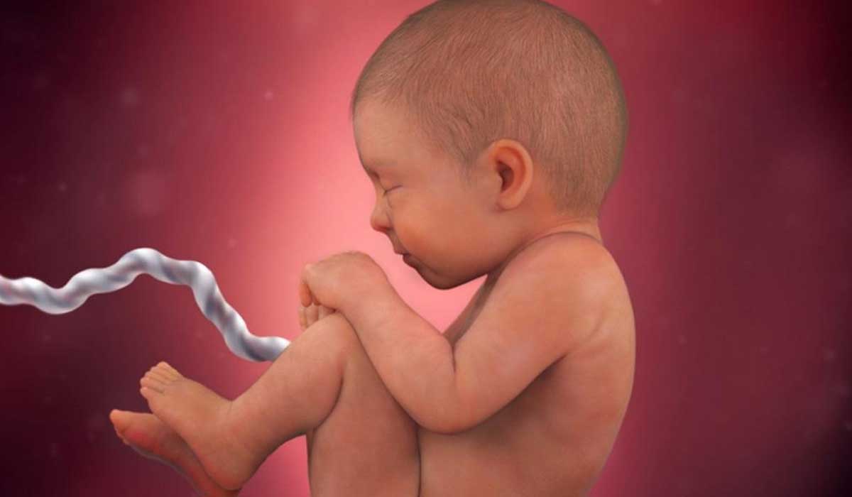 الجنين في الشهر التاسع