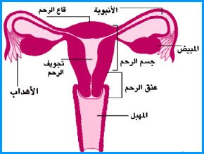 الجهاز التناسلي