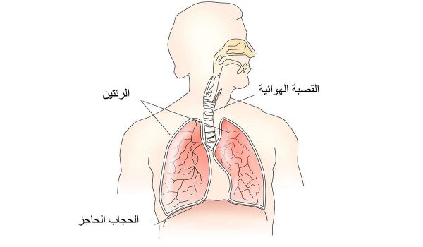 الحجاب الحاجز