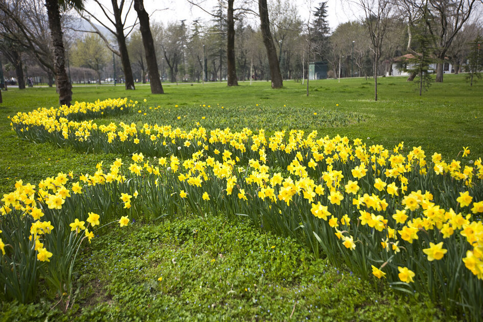 d8a7d984d8add8afd98ad982d8a9-d8a7d984d8a7d988d984d989 حديقة بوتانيك