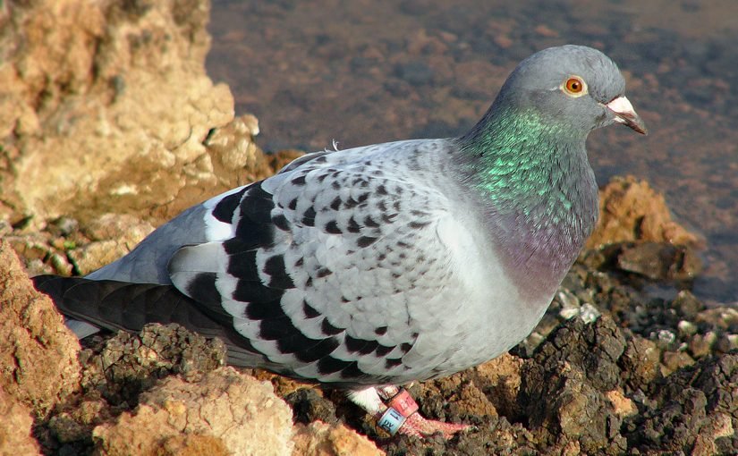 d8a7d984d8add985d8a7d985-d8a7d984d8b2d8a7d8acd984e2808e-825x510-2 الحمام الزاجل