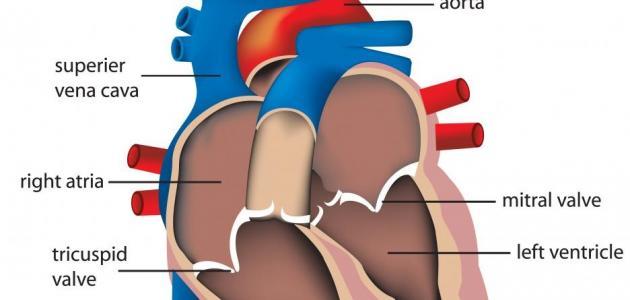 الحمل ودقات القلب السريعة