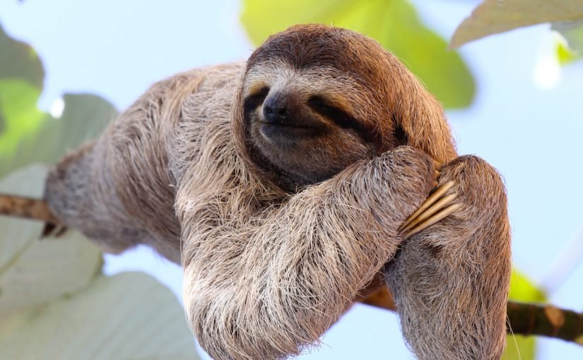 d8a7d984d8add98ad988d8a7d986-d8a7d984d983d8b3d984d8a7d986-825x510-2 الحيوان الكسلان