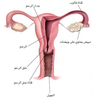 الدورة